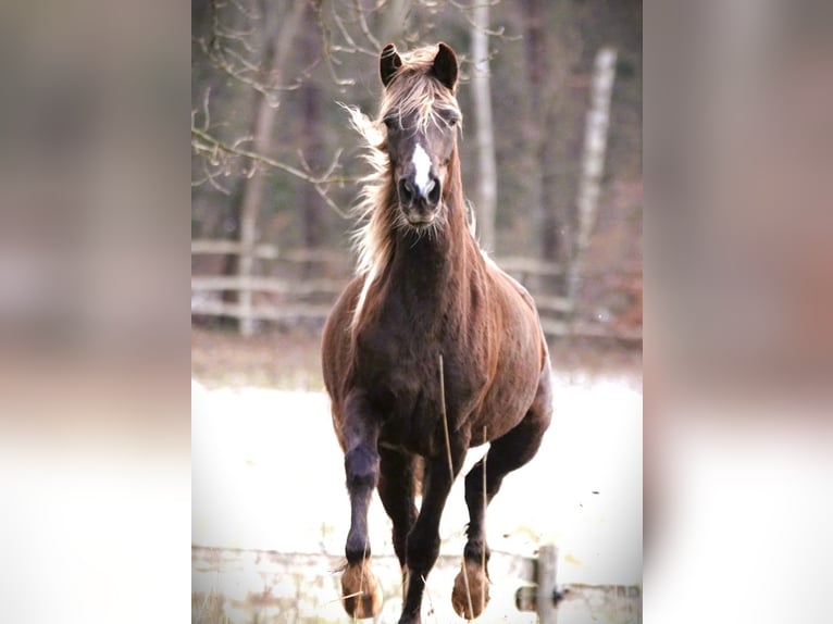 Rocky Mountain Horse Klacz 6 lat 150 cm Gniada in Bad Hersfeld
