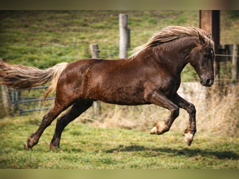 Rocky Mountain Horse Klacz 6 lat 150 cm Gniada in Bad Hersfeld