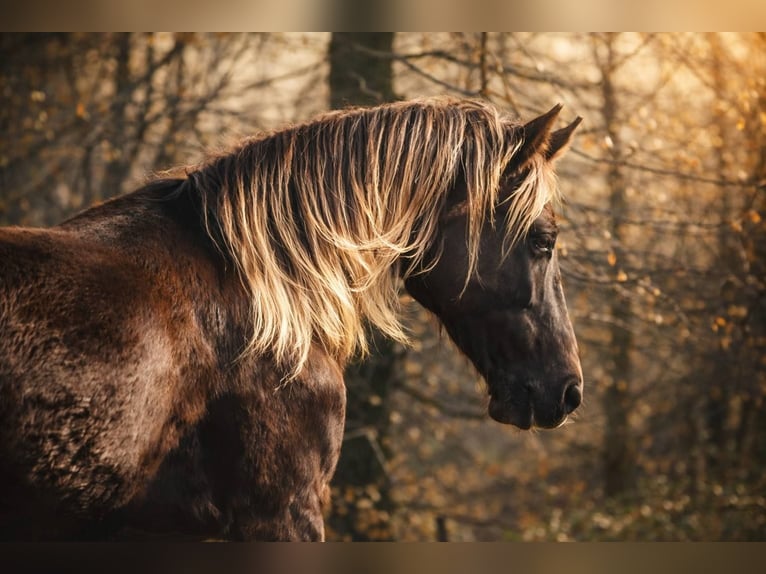 Rocky Mountain Horse Klacz 6 lat 150 cm Gniada in Bad Hersfeld
