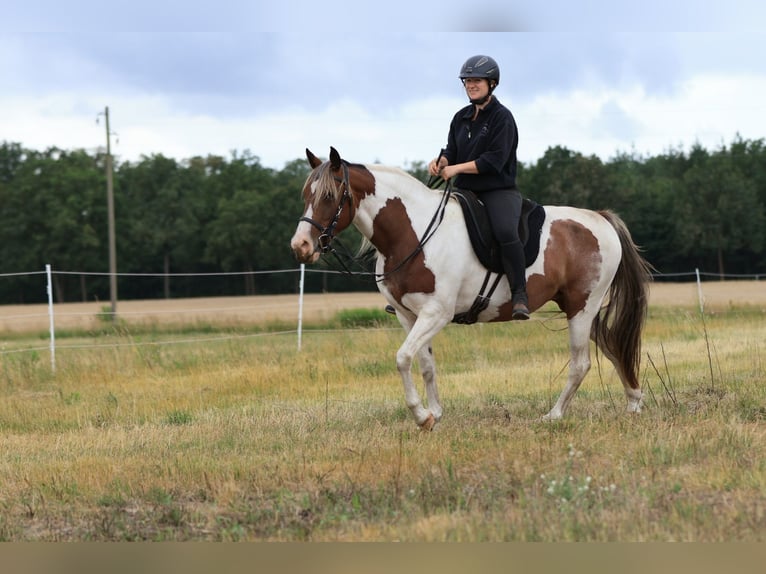 Rocky Mountain Horse Mix Klacz 7 lat 148 cm Srokata in Ribbesbüttel