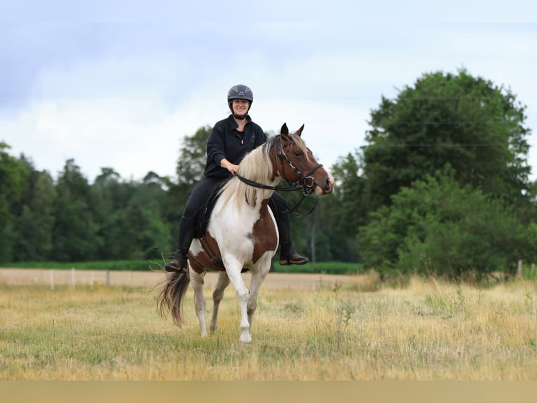 Rocky Mountain Horse Mix Klacz 7 lat 148 cm Srokata in Ribbesbüttel