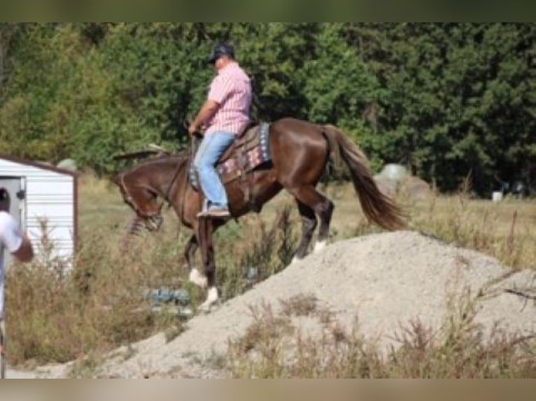 Rocky Mountain Horse Klacz 7 lat 152 cm Cisawa in Charleston