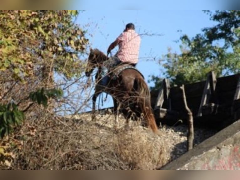 Rocky Mountain Horse Klacz 7 lat 152 cm Cisawa in Charleston