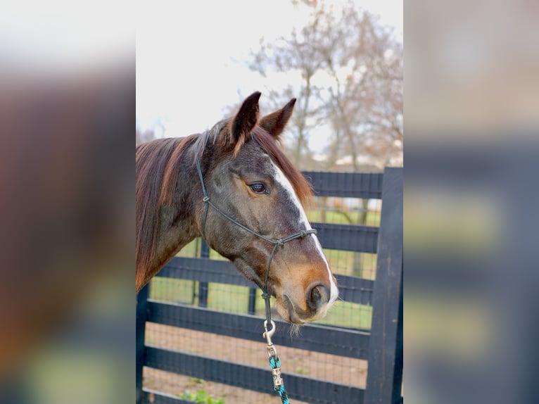 Rocky Mountain Horse Klacz 8 lat 147 cm Gniada in Collegeville