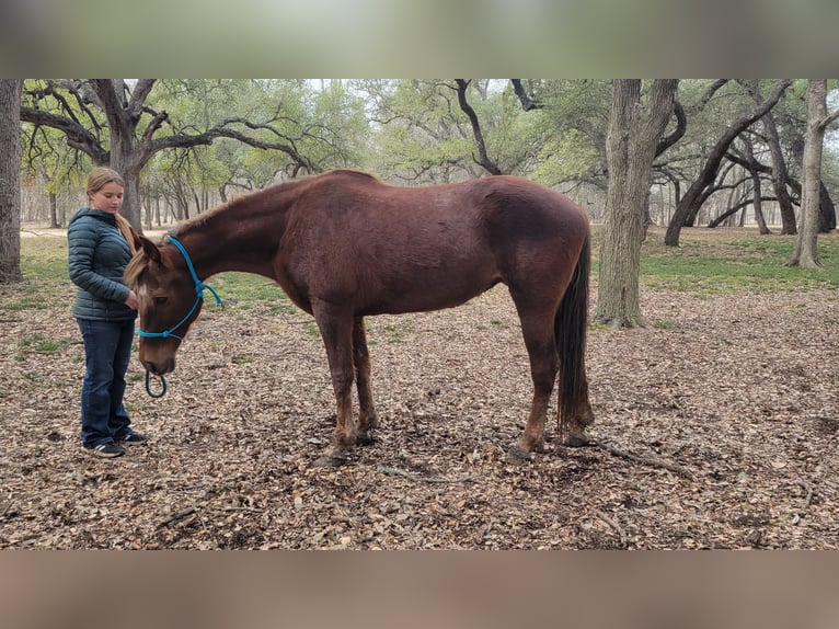 Rocky Mountain Horse Klacz 8 lat 152 cm Cisawa in Salado