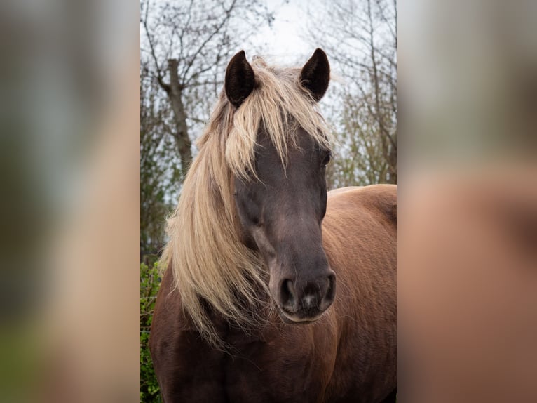 Rocky Mountain Horse Klacz 8 lat 155 cm  in Wieringerwaard