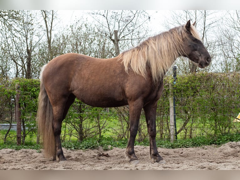 Rocky Mountain Horse Klacz 8 lat 155 cm  in Wieringerwaard