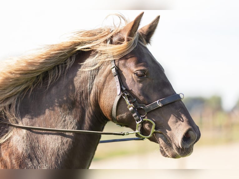 Rocky Mountain Horse Klacz 8 lat 155 cm  in Wieringerwaard