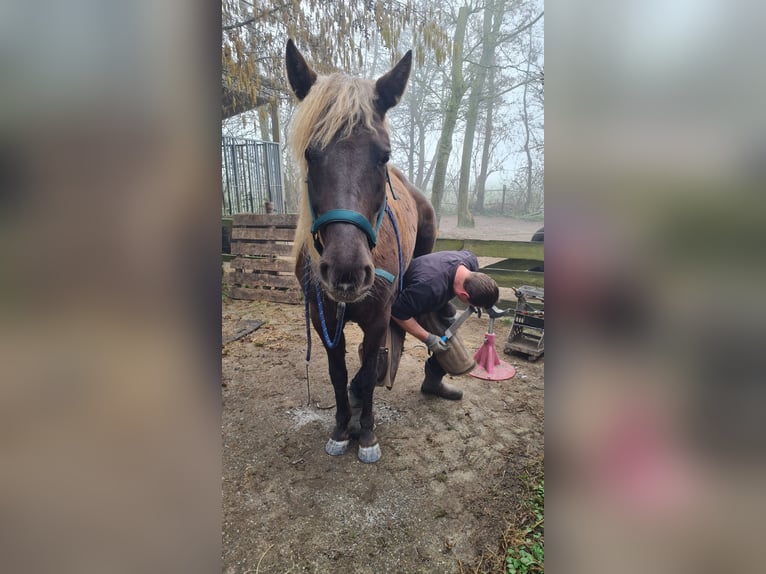 Rocky Mountain Horse Klacz 8 lat 155 cm  in Wieringerwaard