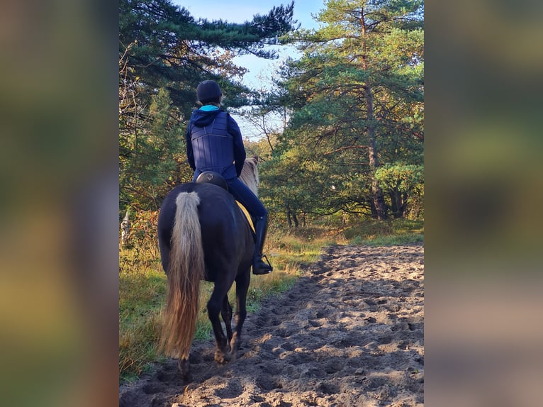 Rocky Mountain Horse Klacz 8 lat 155 cm  in Wieringerwaard