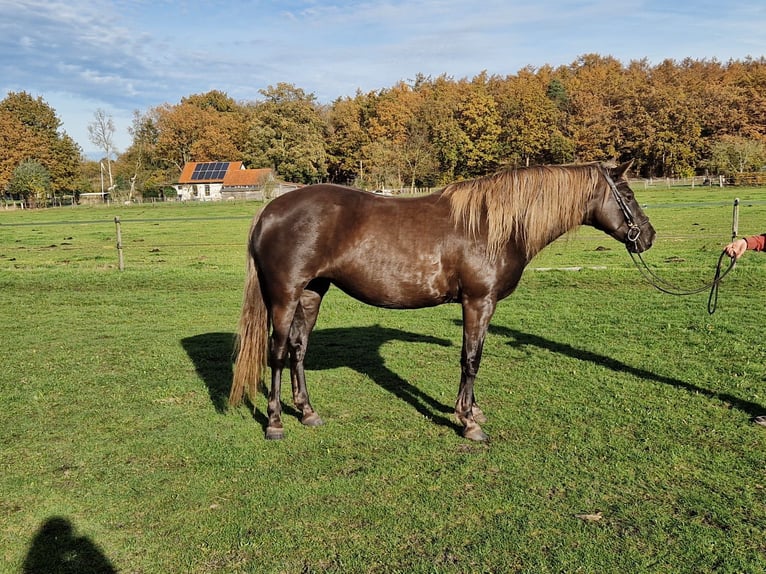 Rocky Mountain Horse Klacz 8 lat 155 cm  in Wieringerwaard