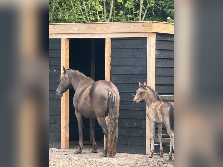 Rocky Mountain Horse Klacz 8 lat 160 cm Gniada in Lunteren