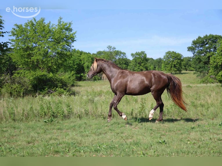 Rocky Mountain Horse Mare 11 years 14.1 hh Black in GOVEN