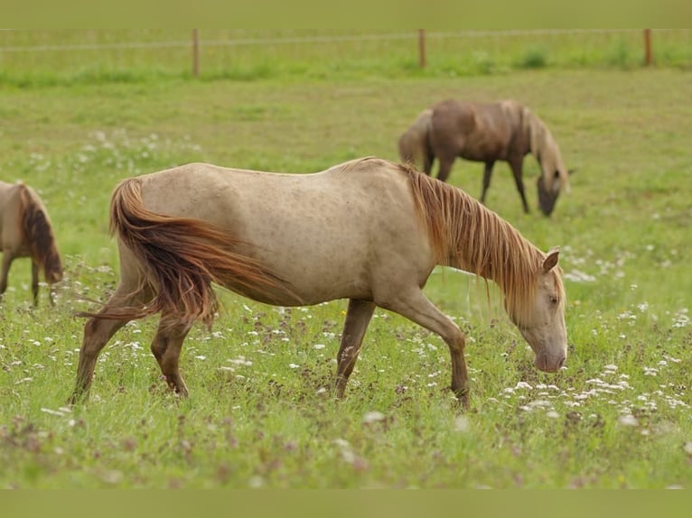 Rocky Mountain Horse Mare 11 years 14,1 hh Champagne in Dintesheim