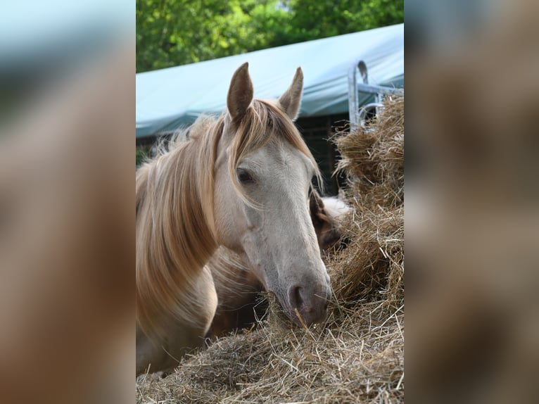 Rocky Mountain Horse Mare 11 years 14,1 hh Champagne in Dintesheim