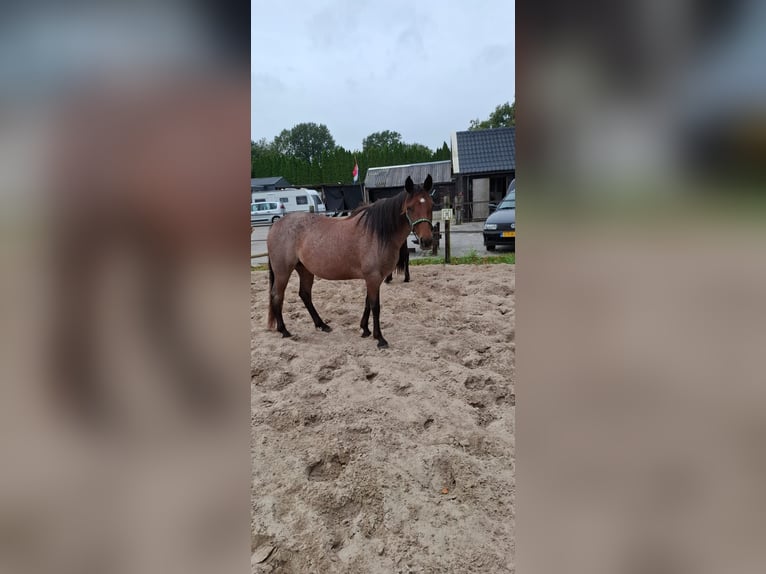 Rocky Mountain Horse Mare 11 years 14,1 hh Roan-Bay in Dintesheim