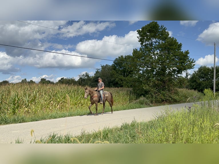 Rocky Mountain Horse Mare 11 years 14,3 hh Champagne in Moscow