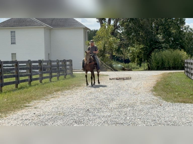 Rocky Mountain Horse Mare 11 years 14,3 hh Champagne in Moscow