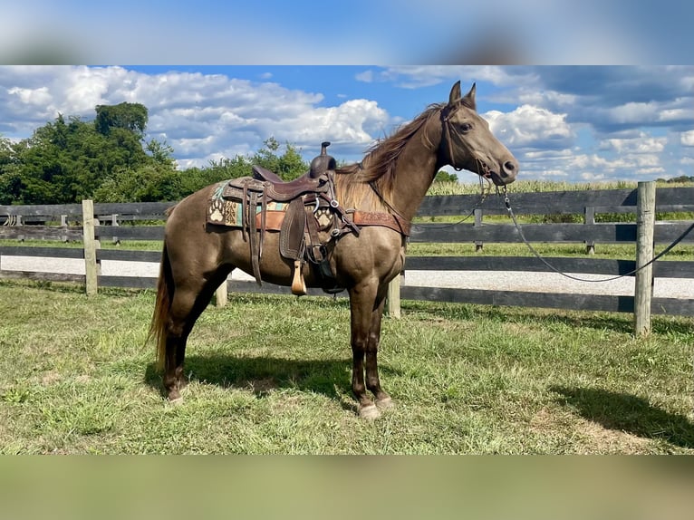 Rocky Mountain Horse Mare 11 years Champagne in Moscow
