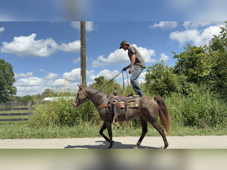 Rocky Mountain Horse Mare 12 years Champagne in Moscow
