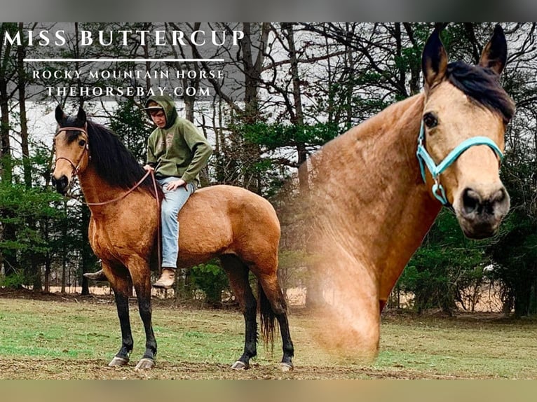 Rocky Mountain Horse Mare 14 years 14.3 hh Buckskin in Jeffersonville, KY