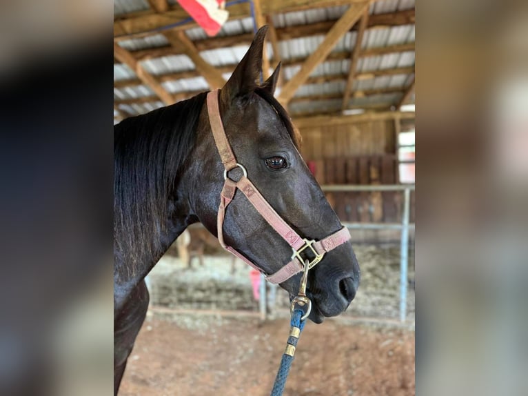 Rocky Mountain Horse Mare 14 years 14 hh Black in Carnesville,GA