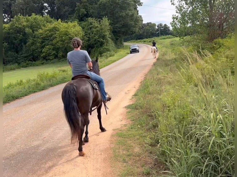 Rocky Mountain Horse Mare 14 years 14 hh Black in Carnesville,GA