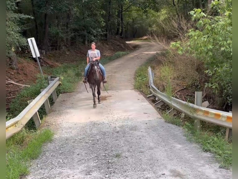 Rocky Mountain Horse Mare 14 years 14 hh Black in Carnesville,GA