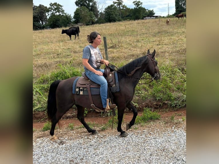 Rocky Mountain Horse Mare 14 years 14 hh Black in Carnesville,GA