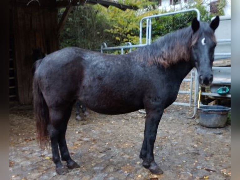 Rocky Mountain Horse Mare 14 years 15 hh in Arnbruck