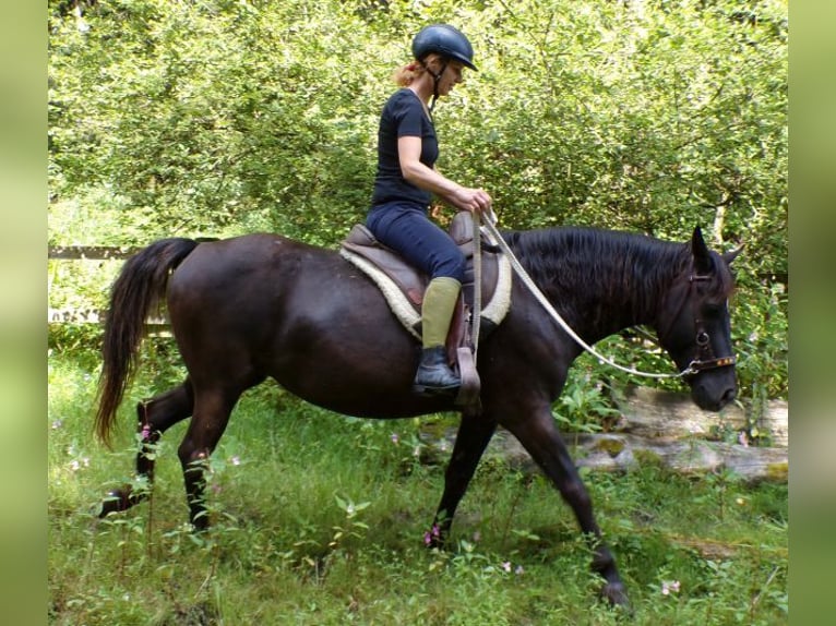 Rocky Mountain Horse Mare 14 years 15 hh in Arnbruck