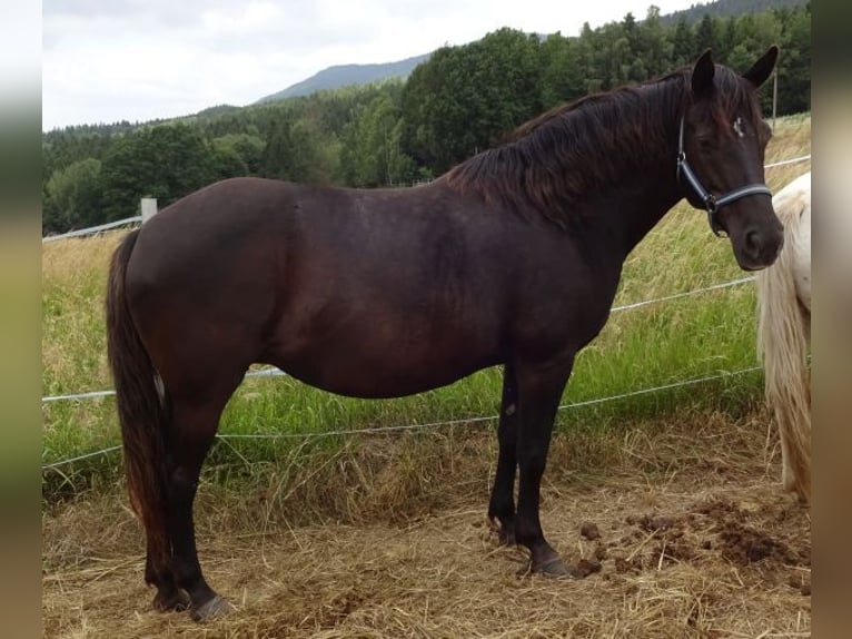 Rocky Mountain Horse Mare 14 years 15 hh in Arnbruck