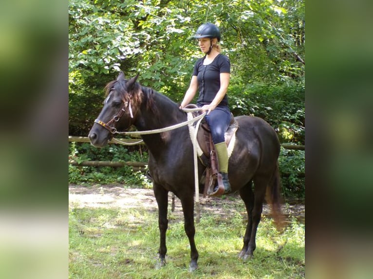 Rocky Mountain Horse Mare 14 years 15 hh in Arnbruck