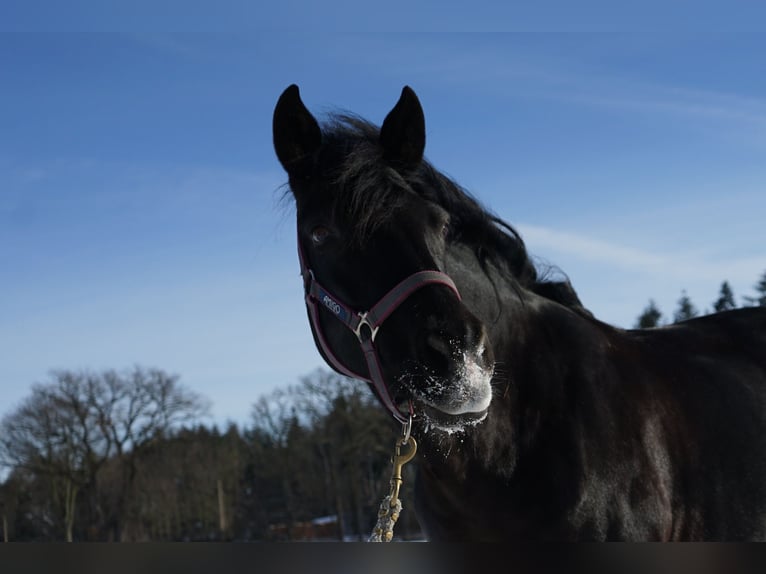 Rocky Mountain Horse Mare 17 years 14,2 hh Black in Alpen