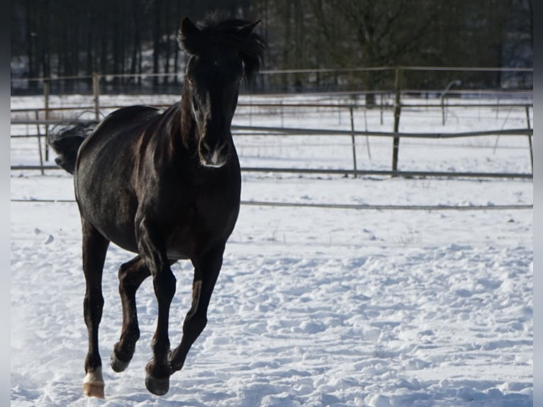 Rocky Mountain Horse Mare 17 years 14,2 hh Black in Alpen
