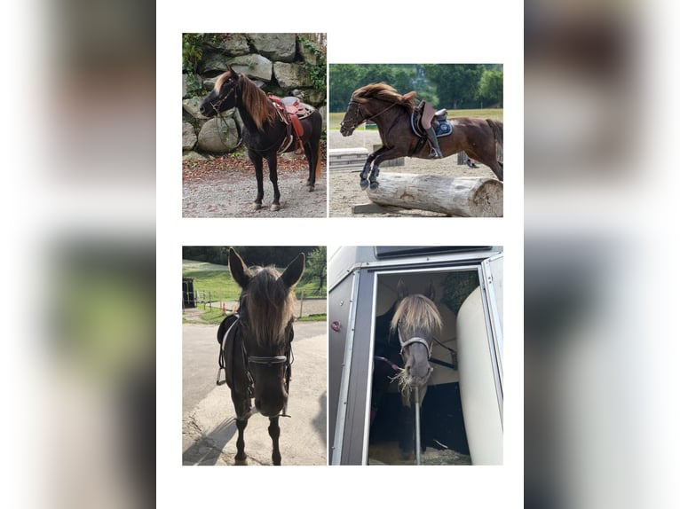 Rocky Mountain Horse Mix Mare 18 years 14,2 hh Chestnut in Gwatt (Thun)