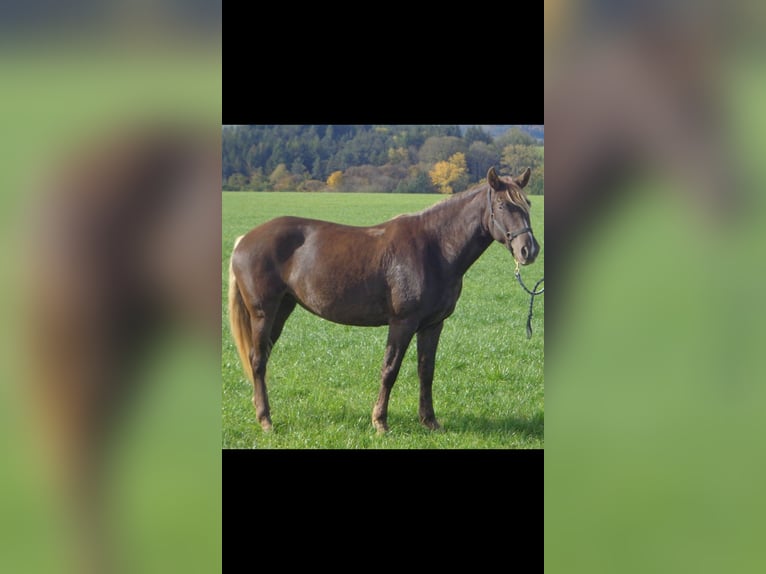 Rocky Mountain Horse Mare 19 years 15 hh Brown in Potton Bedfordshire