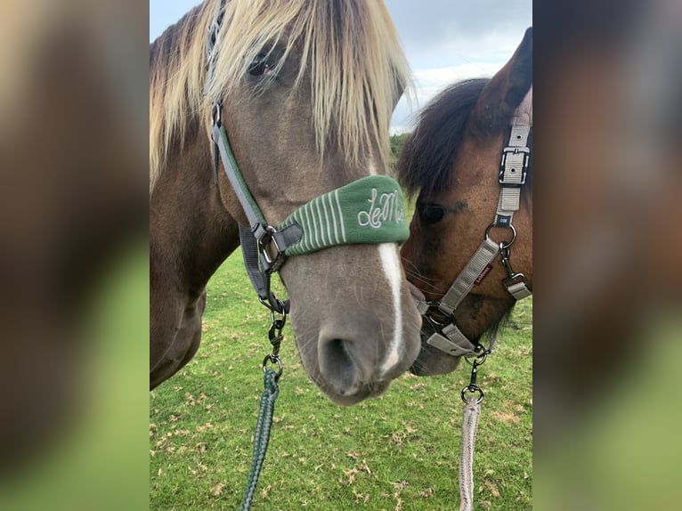 Rocky Mountain Horse Mare 19 years 15 hh Brown in Potton Bedfordshire