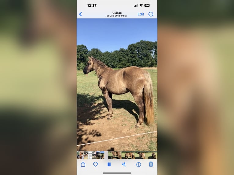 Rocky Mountain Horse Mare 19 years 15 hh Brown in Potton Bedfordshire