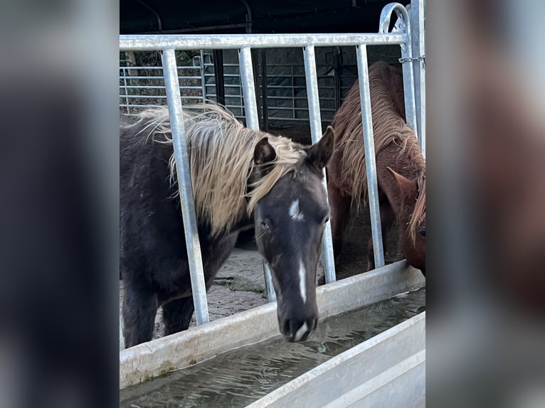 Rocky Mountain Horse Mare 1 year 13,2 hh Black in Offenheim