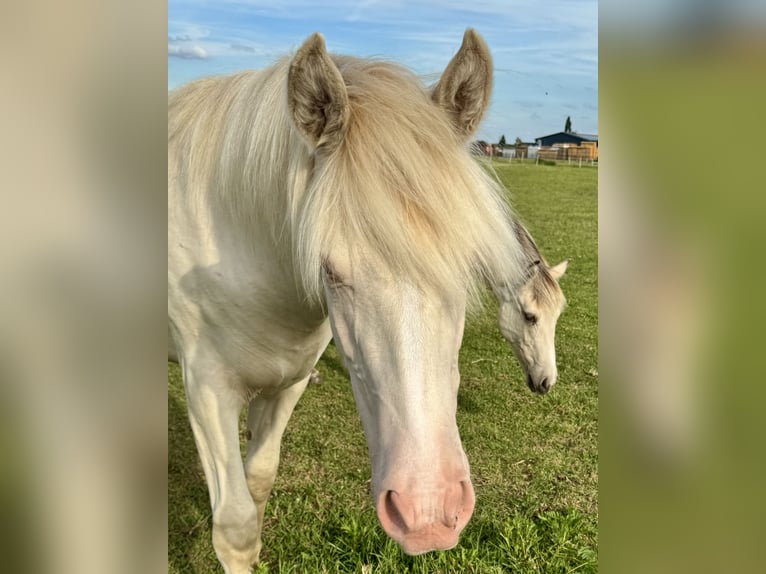 Rocky Mountain Horse Mare 1 year 15 hh Cremello in RibbesbüttelRibbesbüttel