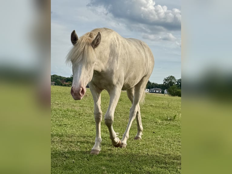 Rocky Mountain Horse Mare 1 year 15 hh Cremello in RibbesbüttelRibbesbüttel