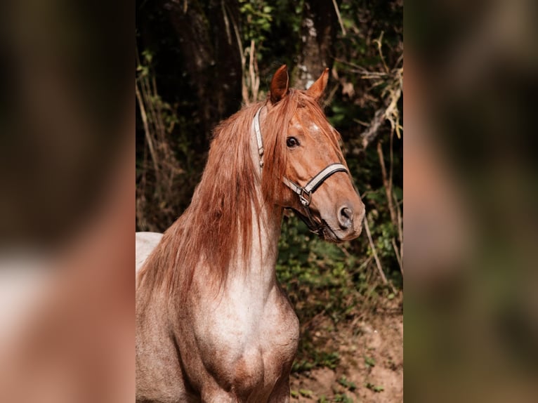 Rocky Mountain Horse Mare 1 year 15 hh Roan-Bay in Genappe