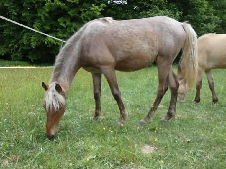 Rocky Mountain Horse Mare 1 year 15 hh Roan-Bay in Genappe