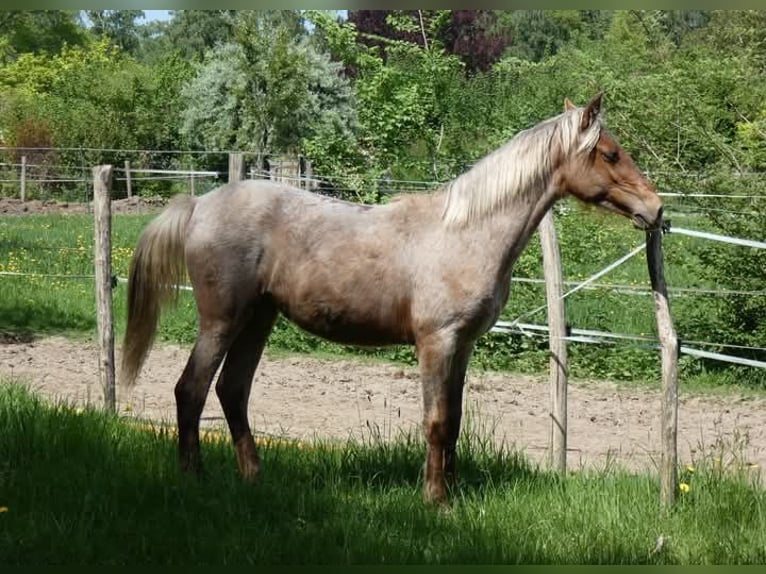 Rocky Mountain Horse Mare 1 year 15 hh Roan-Bay in Genappe