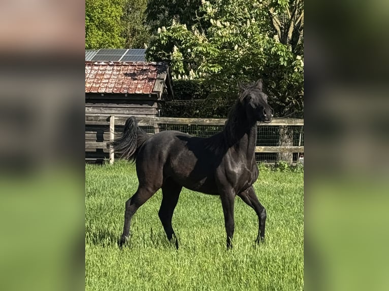 Rocky Mountain Horse Mare 1 year 15,1 hh Smoky-Black in Lunteren