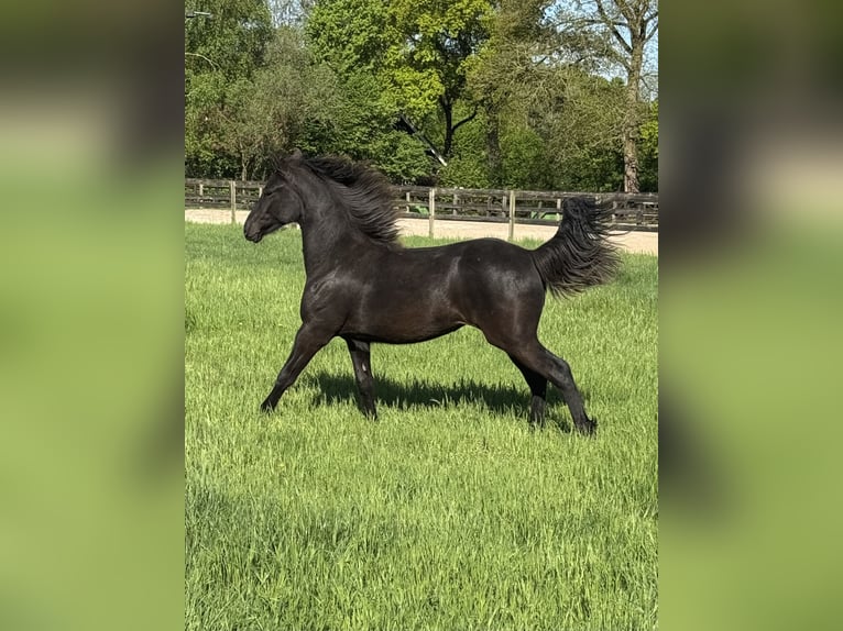 Rocky Mountain Horse Mare 1 year 15,1 hh Smoky-Black in Lunteren