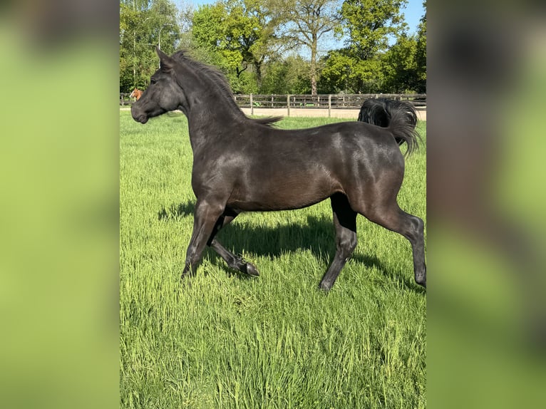 Rocky Mountain Horse Mare 1 year 15,1 hh Smoky-Black in Lunteren