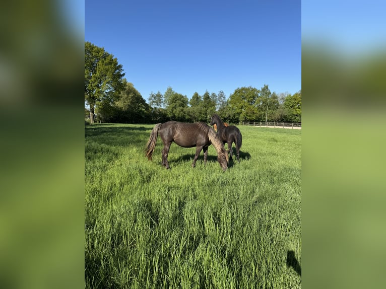 Rocky Mountain Horse Mare 1 year 15,1 hh Smoky-Black in Lunteren