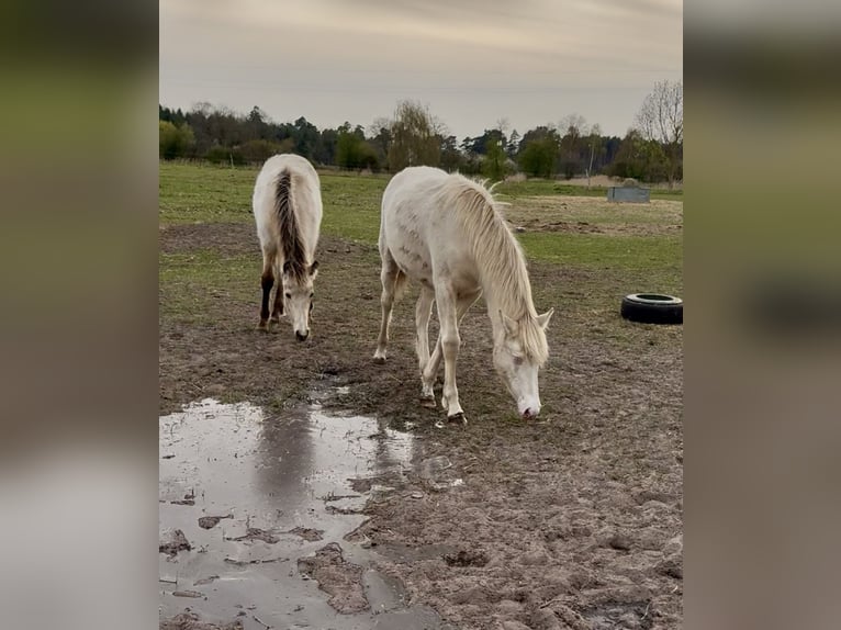 Rocky Mountain Horse Mare 1 year Cremello in Ribbesbüttel